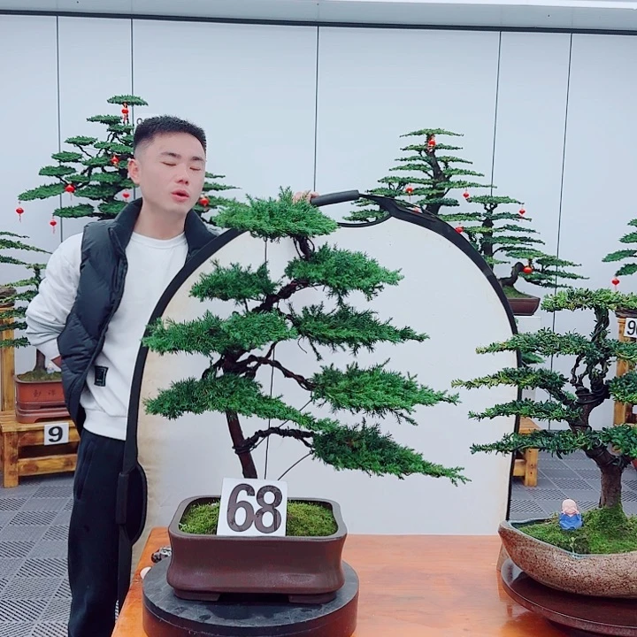 松树盆景一物一拍