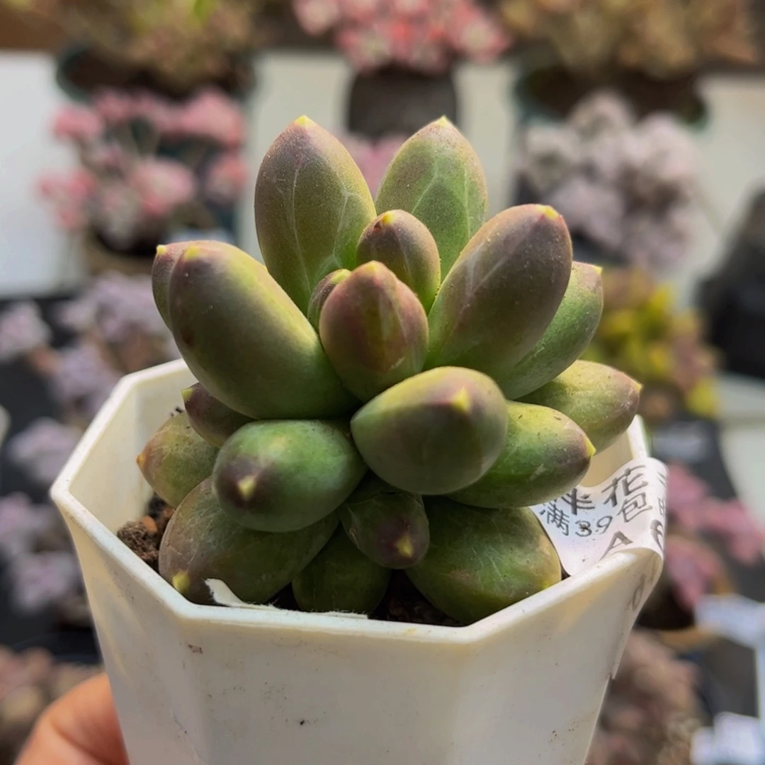 646/5cm香蕉树多肉植物