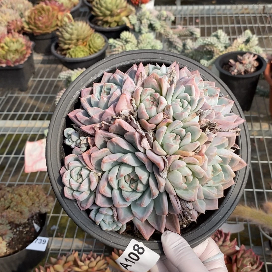 108西施多头一物一拍