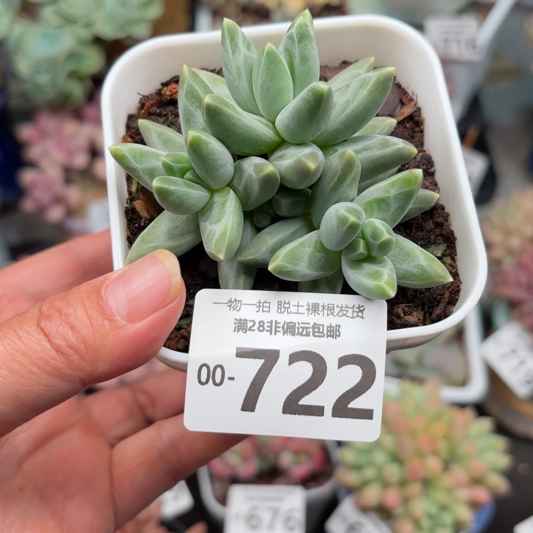 乌拉克拉多肉多肉多肉