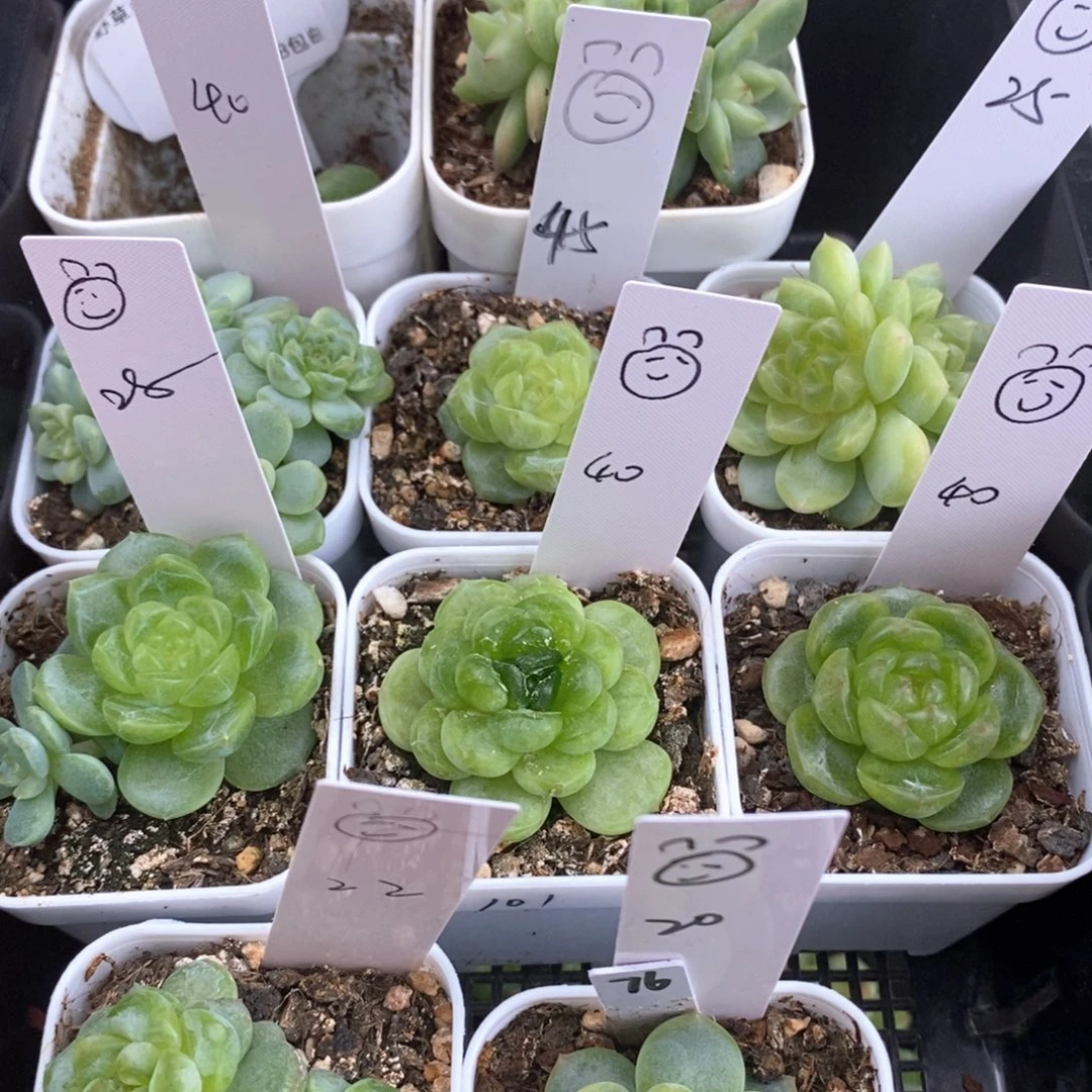 小熊一筐包邮发货