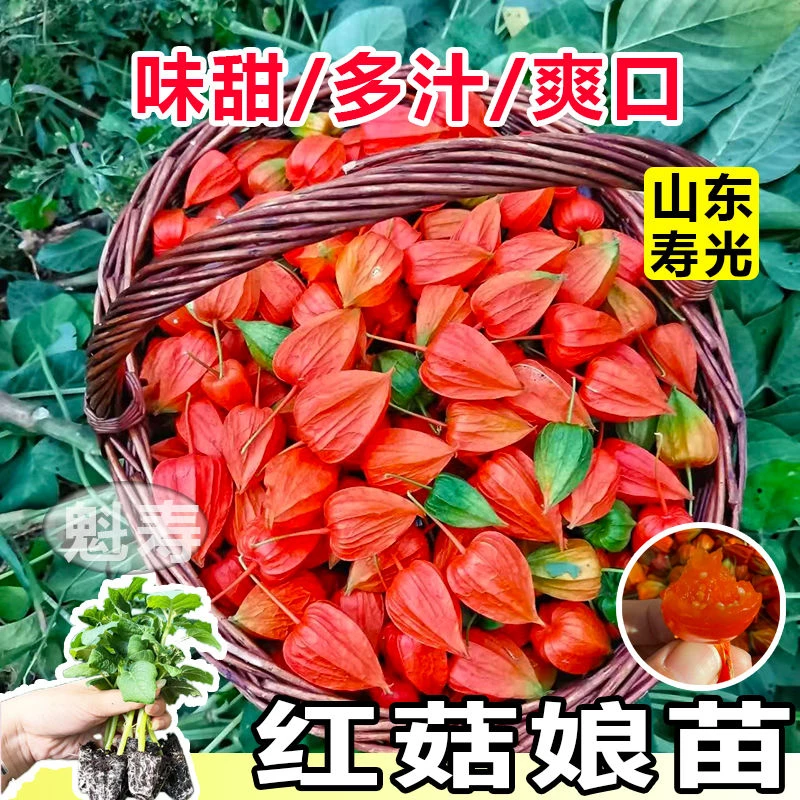 高原红浆果苗红姑娘果苗红黄灯笼果种子四季阳台盆栽洋姑娘大土球