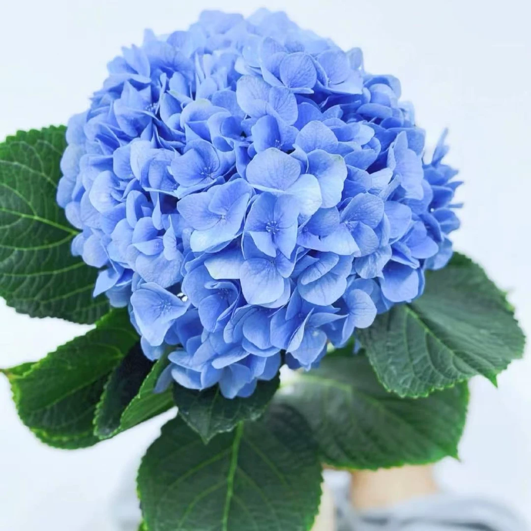 一物一拍 主播精选2枝【AAA级大海蓝绣球】夏日浪漫绣球 顺丰包邮