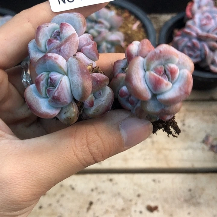 星影石榴籽福利出咯 071