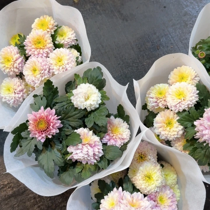 原盆原土｜香槟粉小菊（颜色淡）