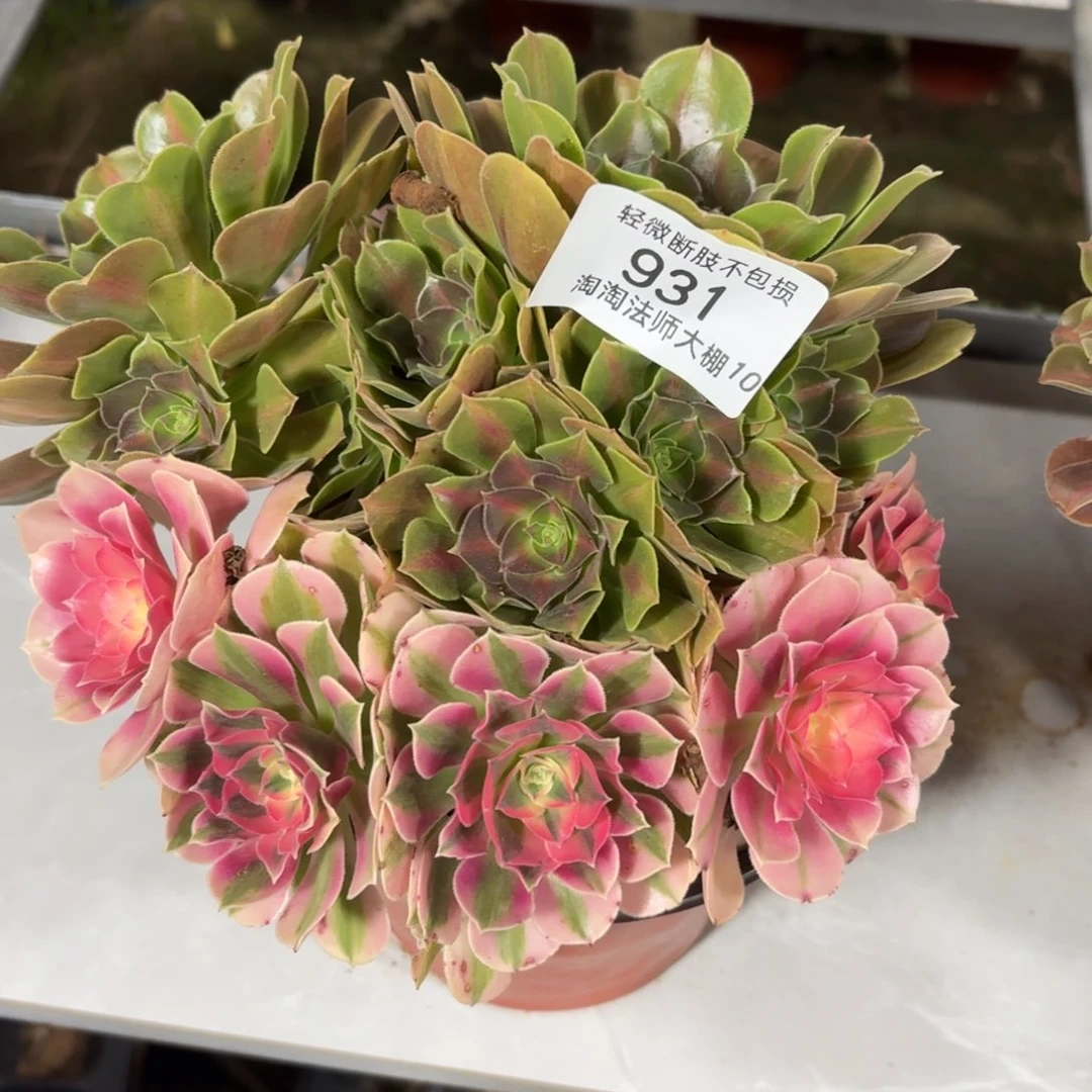 931粉女巫阴阳多肉植物法师