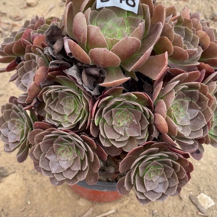 无花朵848多肉植物赤焰莲