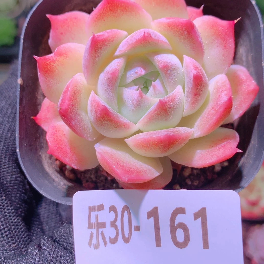 乐然30-161 美瞳单头