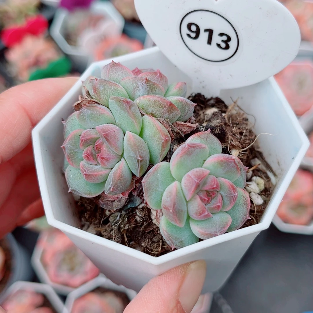 913号小老桩珍妮群