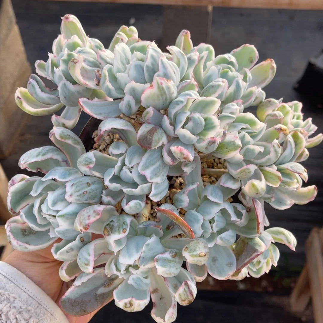 伯克利锦一物一拍