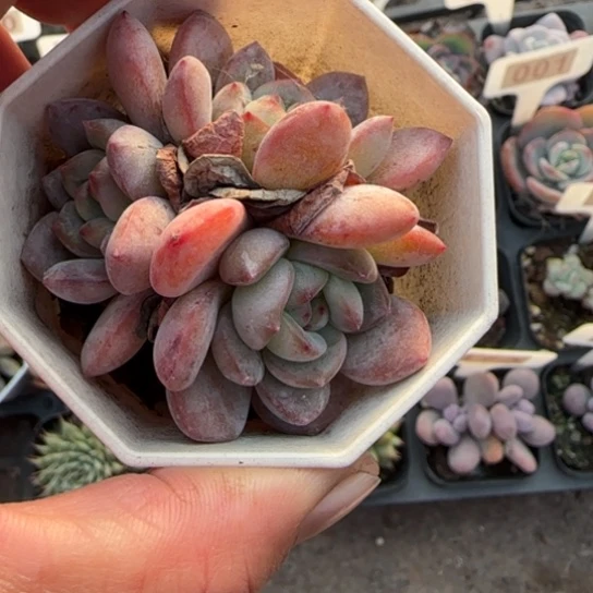 118全明星多肉植物多