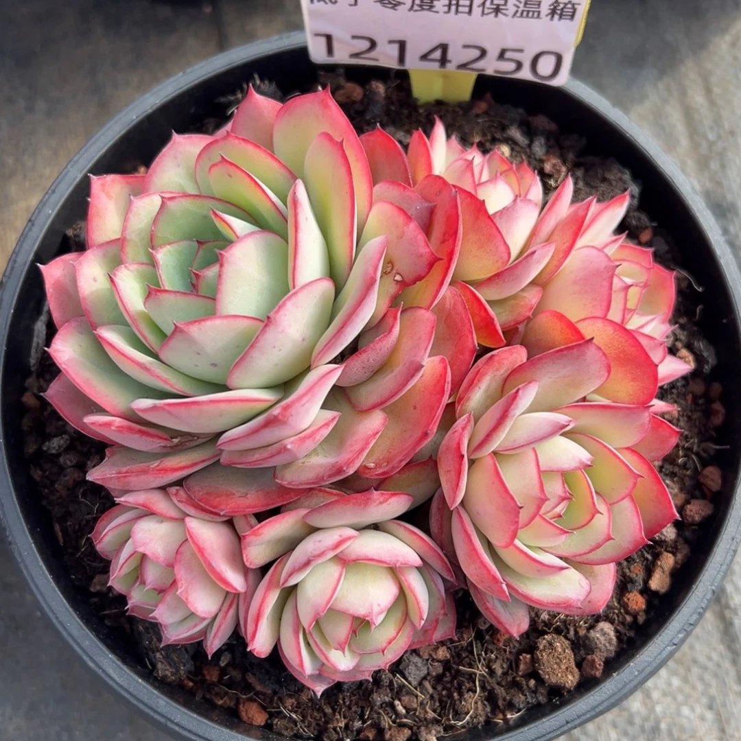 1214250 牡丹亭全状态6头