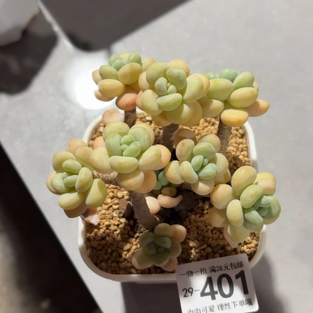 奶白糖无盆土发货无盆