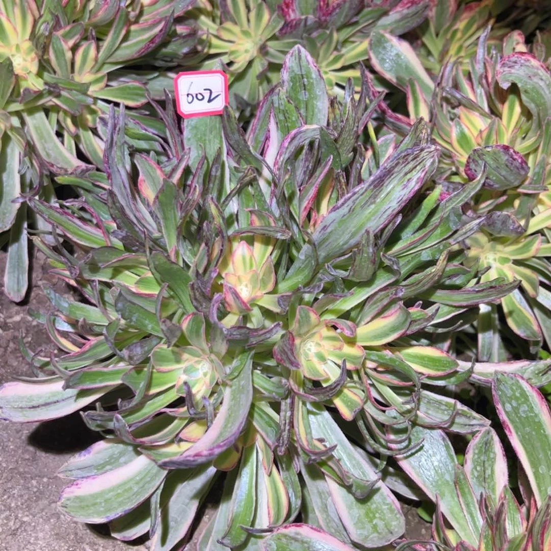 602多肉植物V锦锦