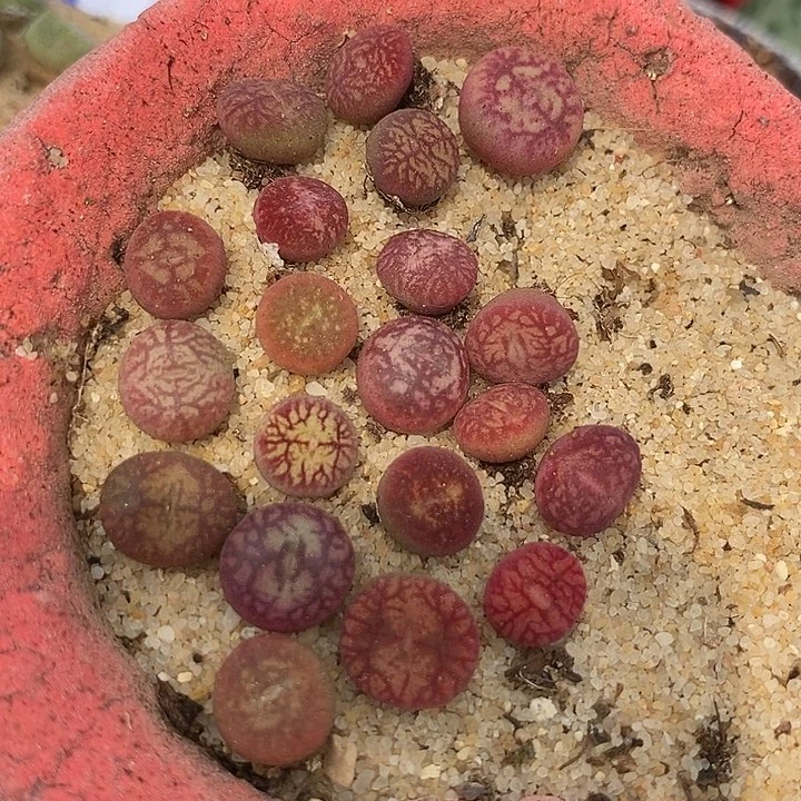 13533佛怒火莲一颗