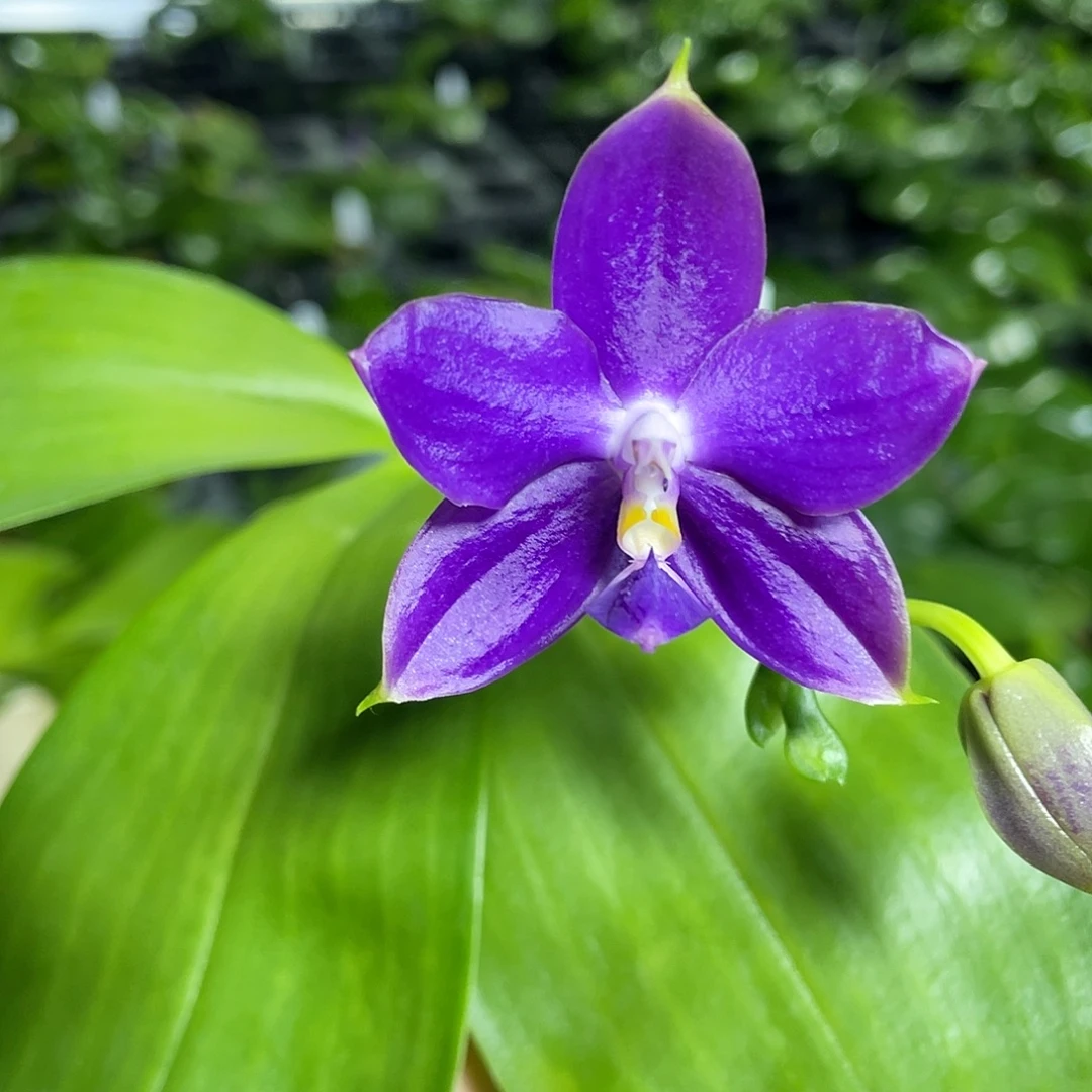 完全开放特价不售后 开花株 107号