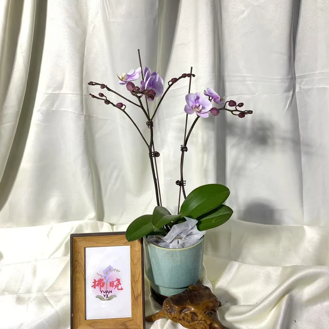 拂晓蝴蝶兰（三剑罗斯基勒带花带花苞）开花珠发货