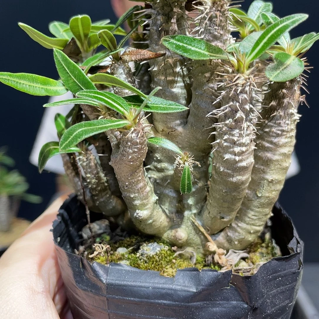 实生多头凯蒂棒槌带盆