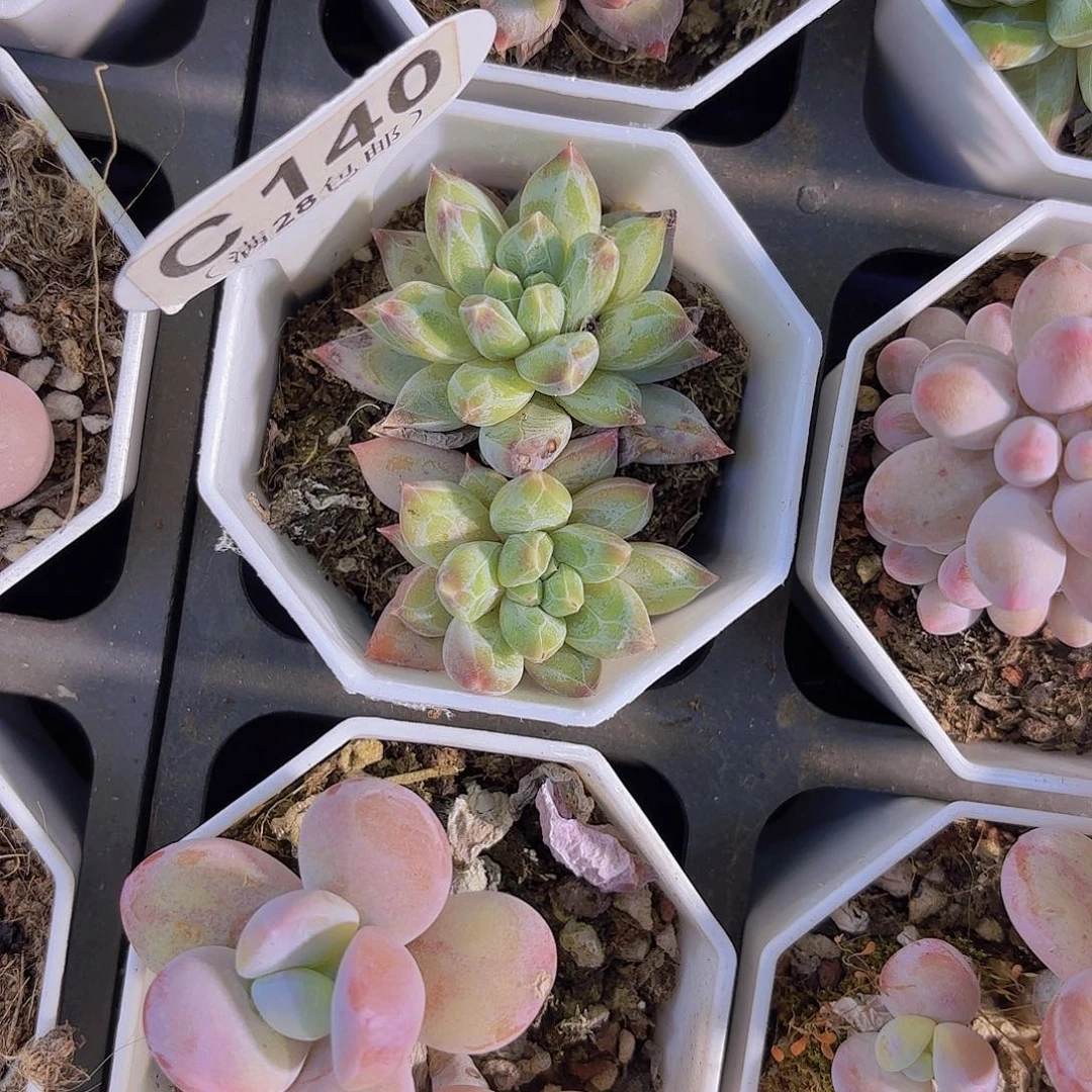 C140幻影美人一物一拍