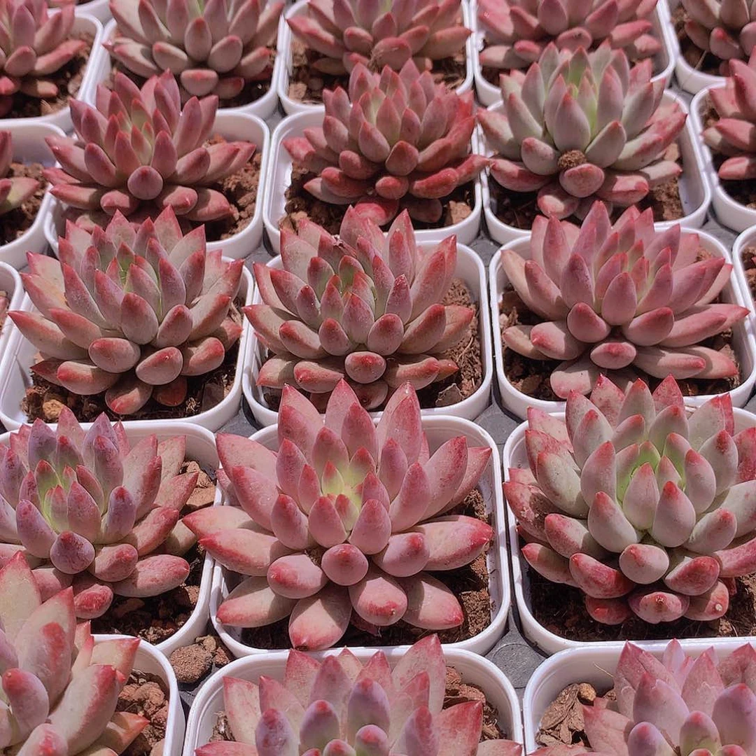 红体虞美人345778899999990