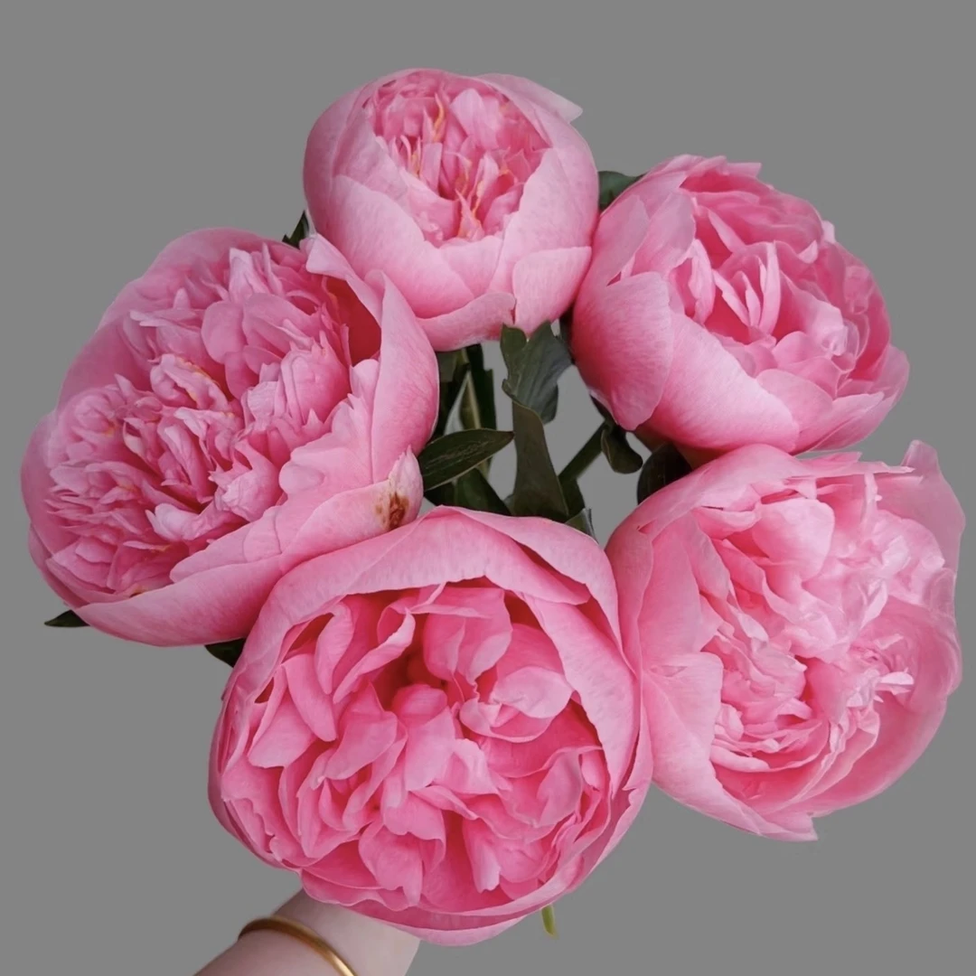 【三文鱼】进口重瓣观赏芍药