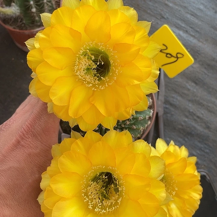 209摘花脱土发货