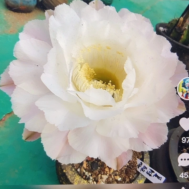 彩草嫁接圣洁莲花