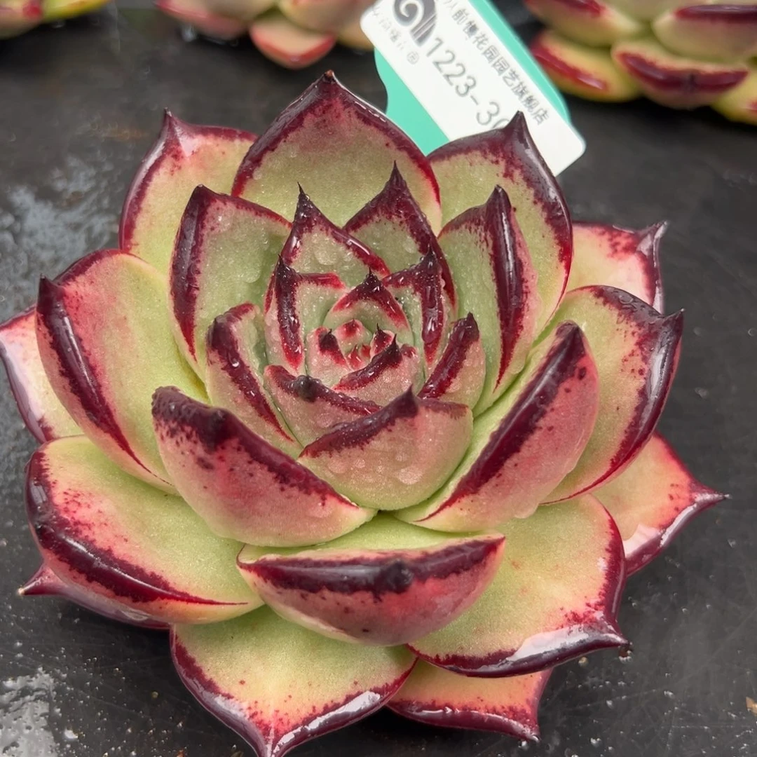 从前慢花园多肉编号1223-30