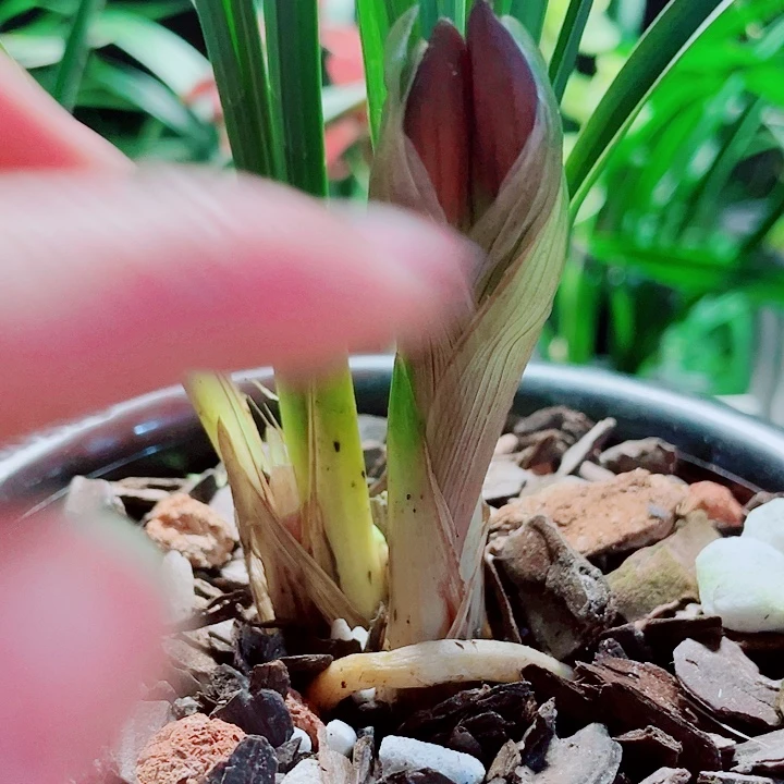 *****完全开放一物一漂亮