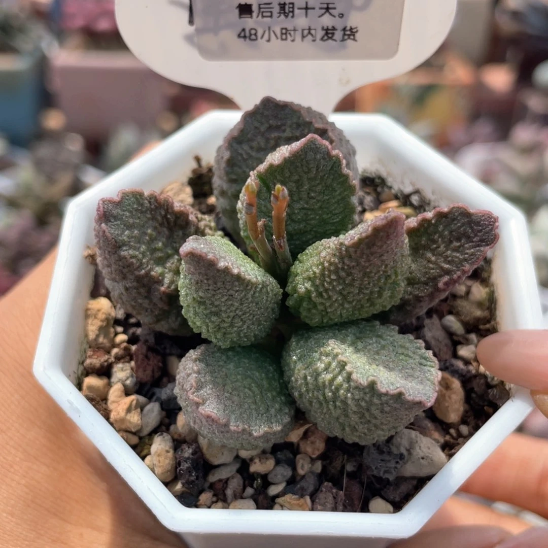 酸****    红唇补差价。  1221。