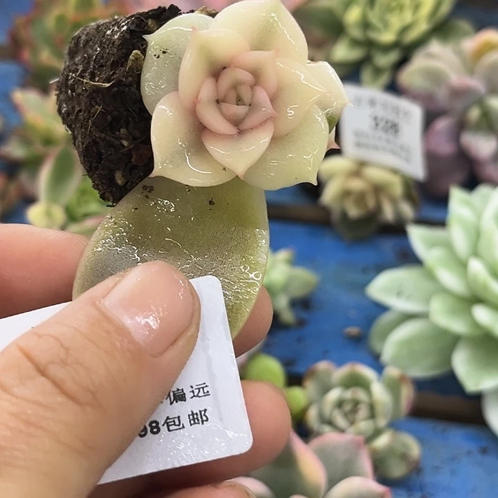 333贝加尔湖腹轮锦炸多肉植物