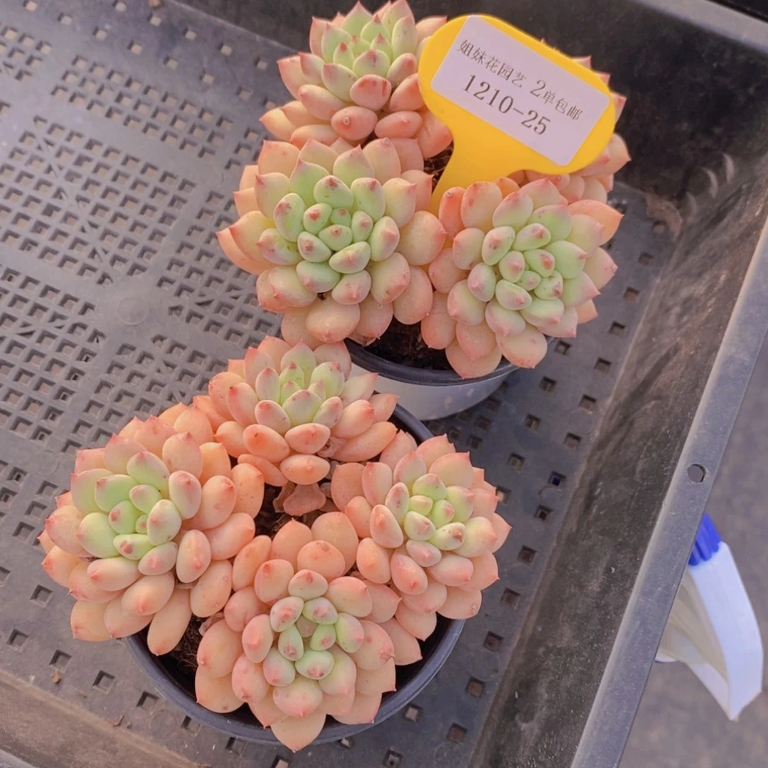 1210-25-塞尔达公主群一个