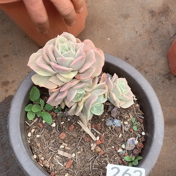 262可爱玫瑰一物一拍多肉