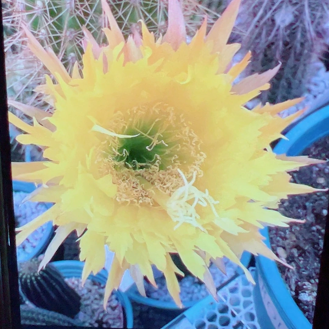 毛花柱 黄锯齿 侧芽 满 20包邮