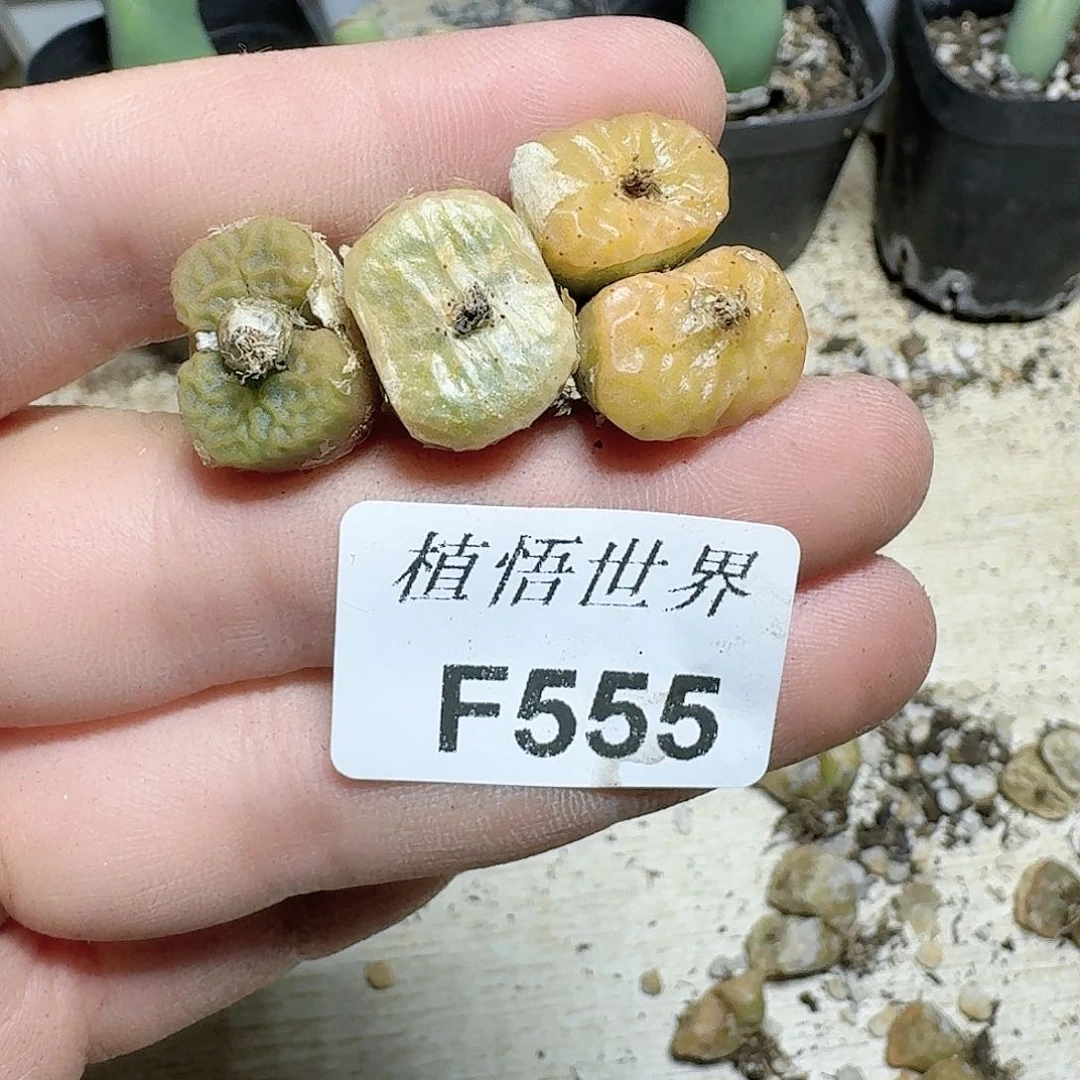 555号多肉植物晚饭v