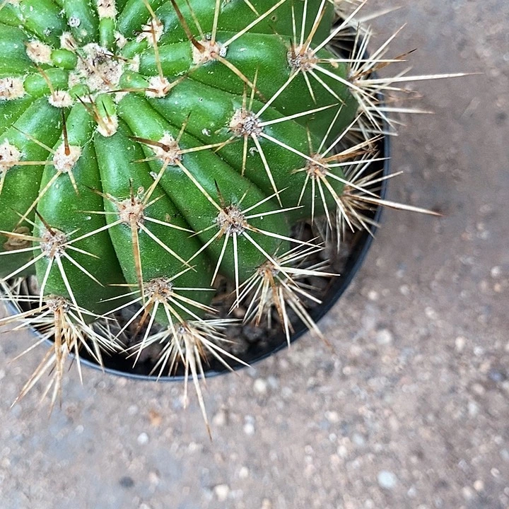 七仙女瑕疵干巴清仓毛花457899