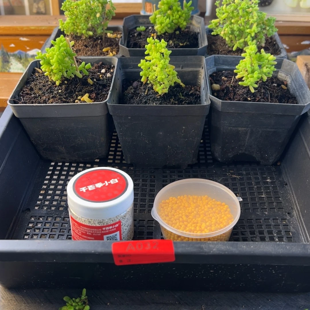 枝干番杏多肉植物032安