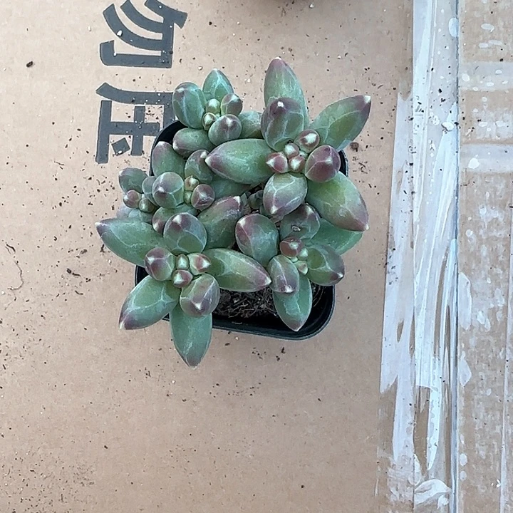 青蛙王子儿童牙膏111