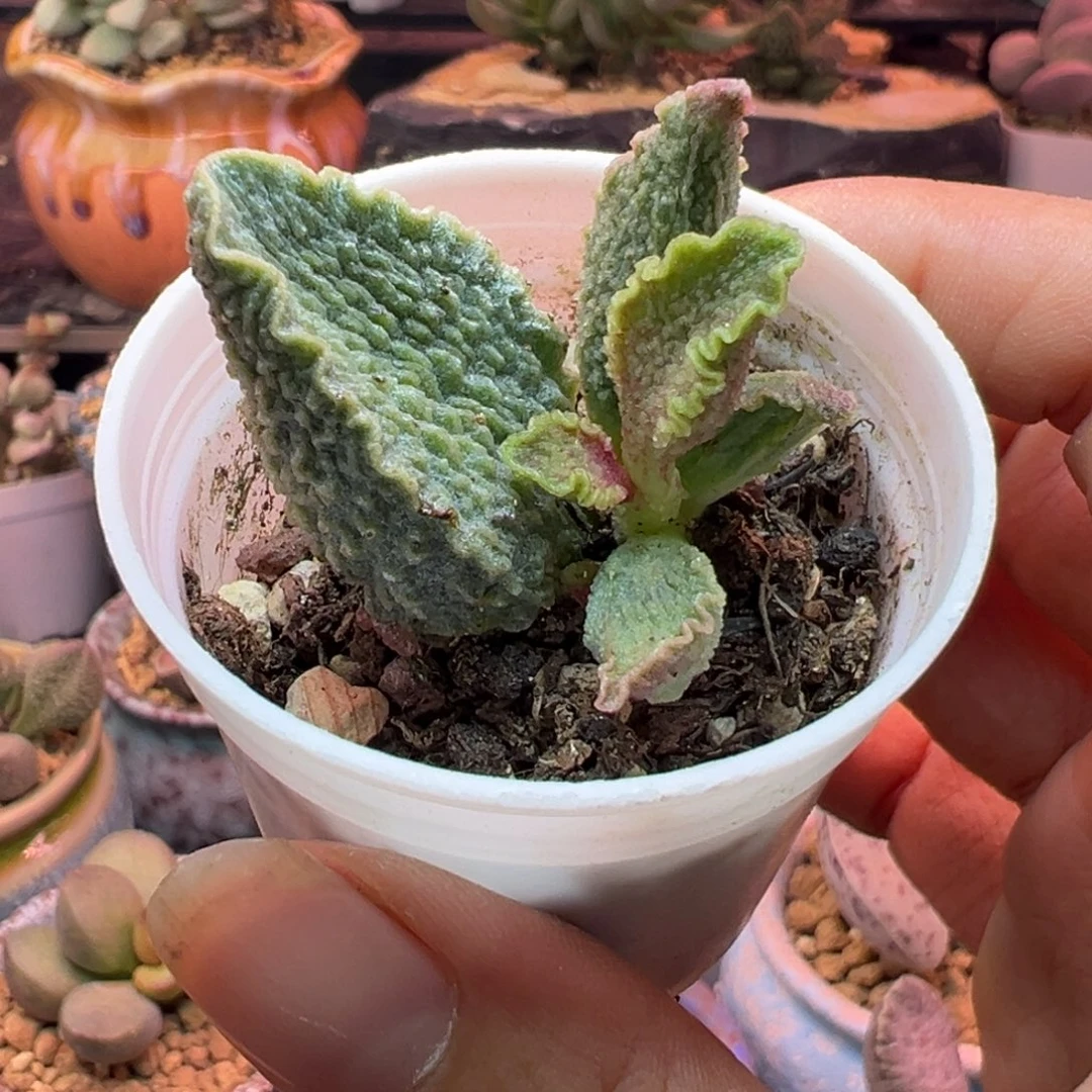 一物一拍，感谢支持