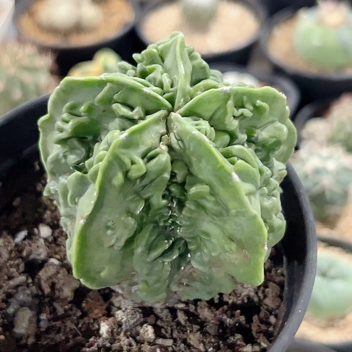 核桃鸾凤玉实生仙人球