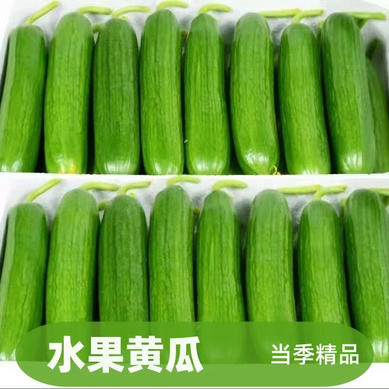 一整箱｜5斤水果黄瓜当季蔬菜新鲜精品包邮原产地爽脆脆甜3斤1斤起