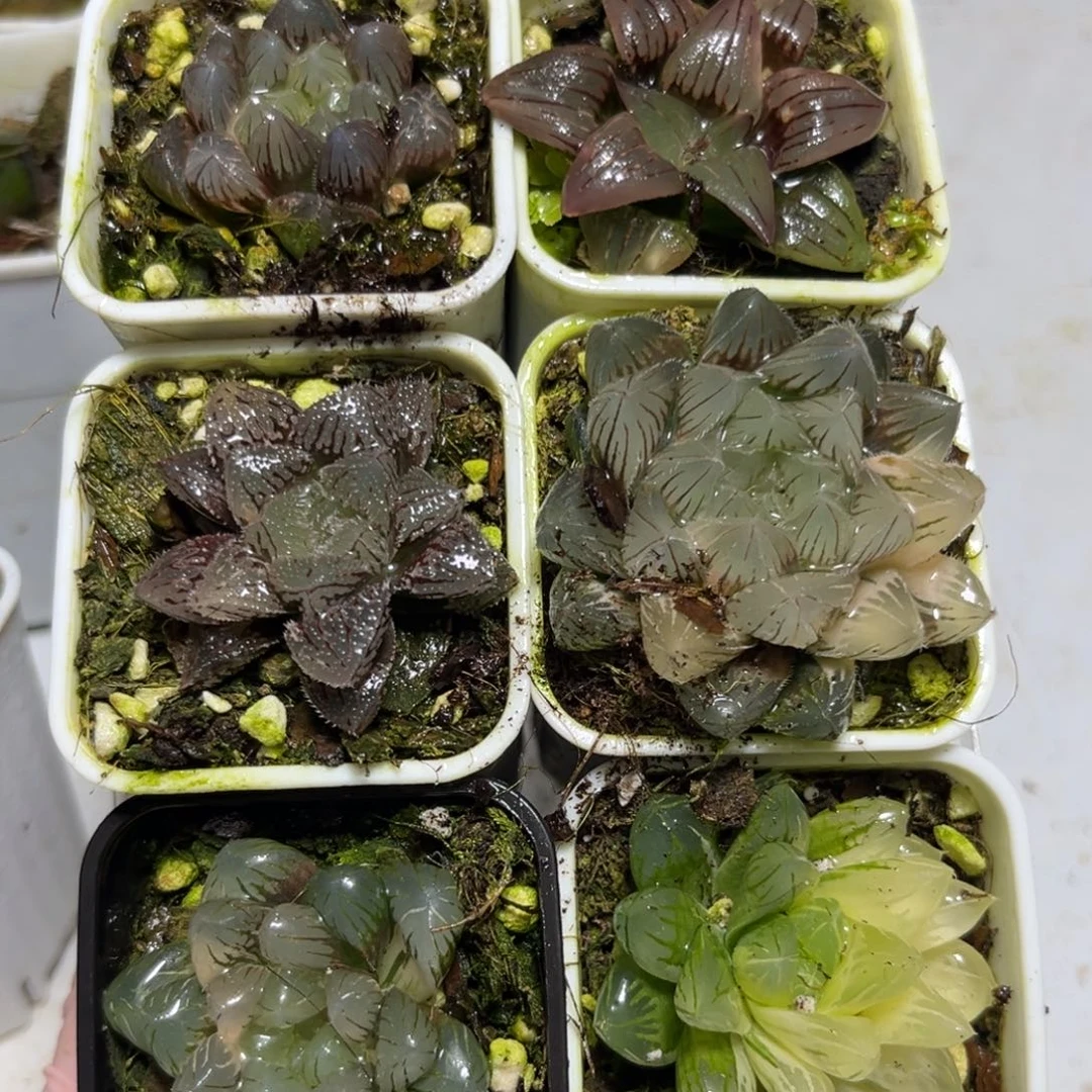 十二卷多肉植物1758六颗