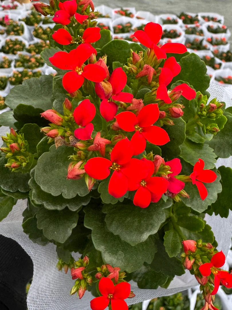 《菲戈》130盆单瓣长寿花四季好养活