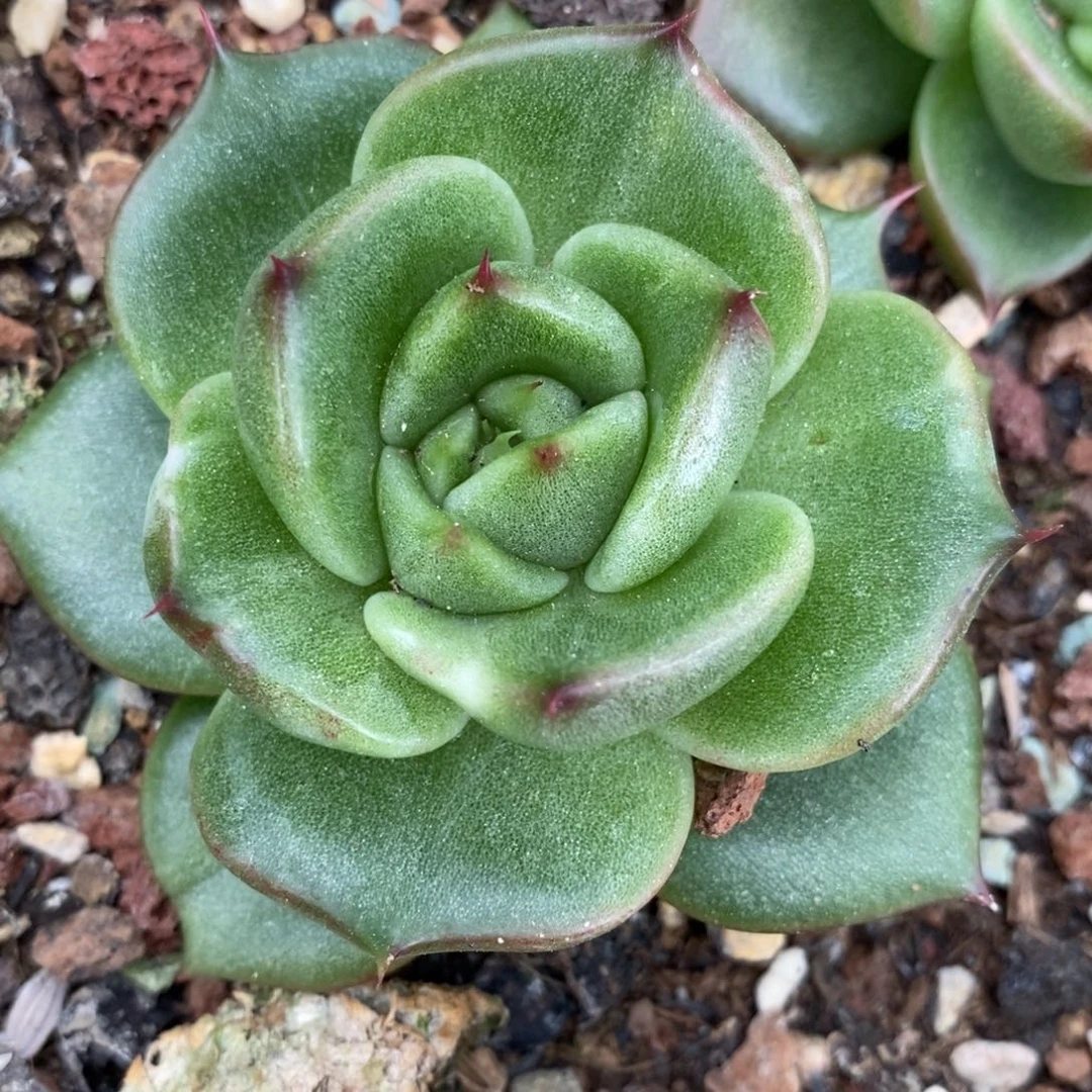 代***～无花朵东云锦多肉植物