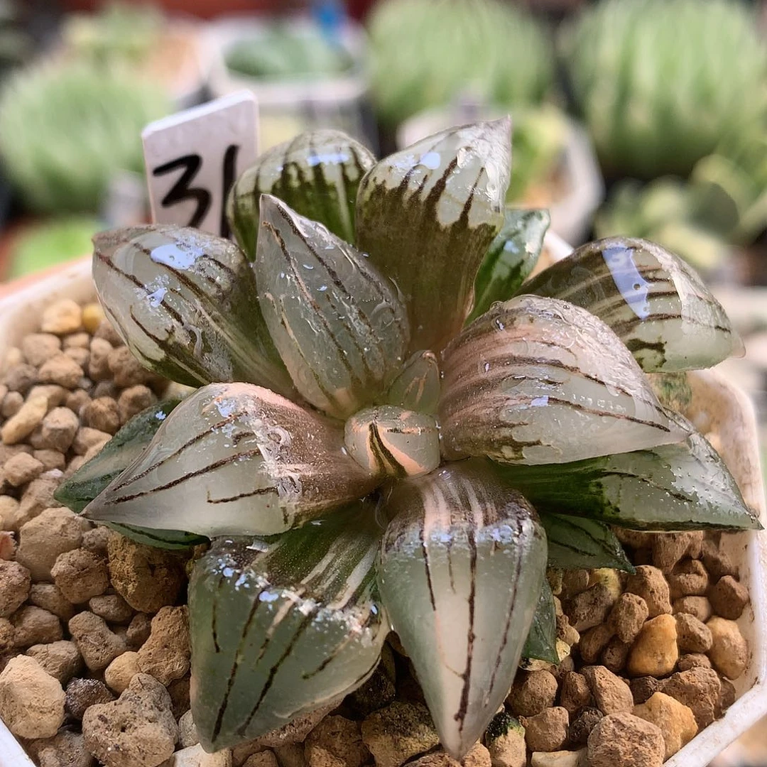 西瓜寿锦带盆土发货lloo