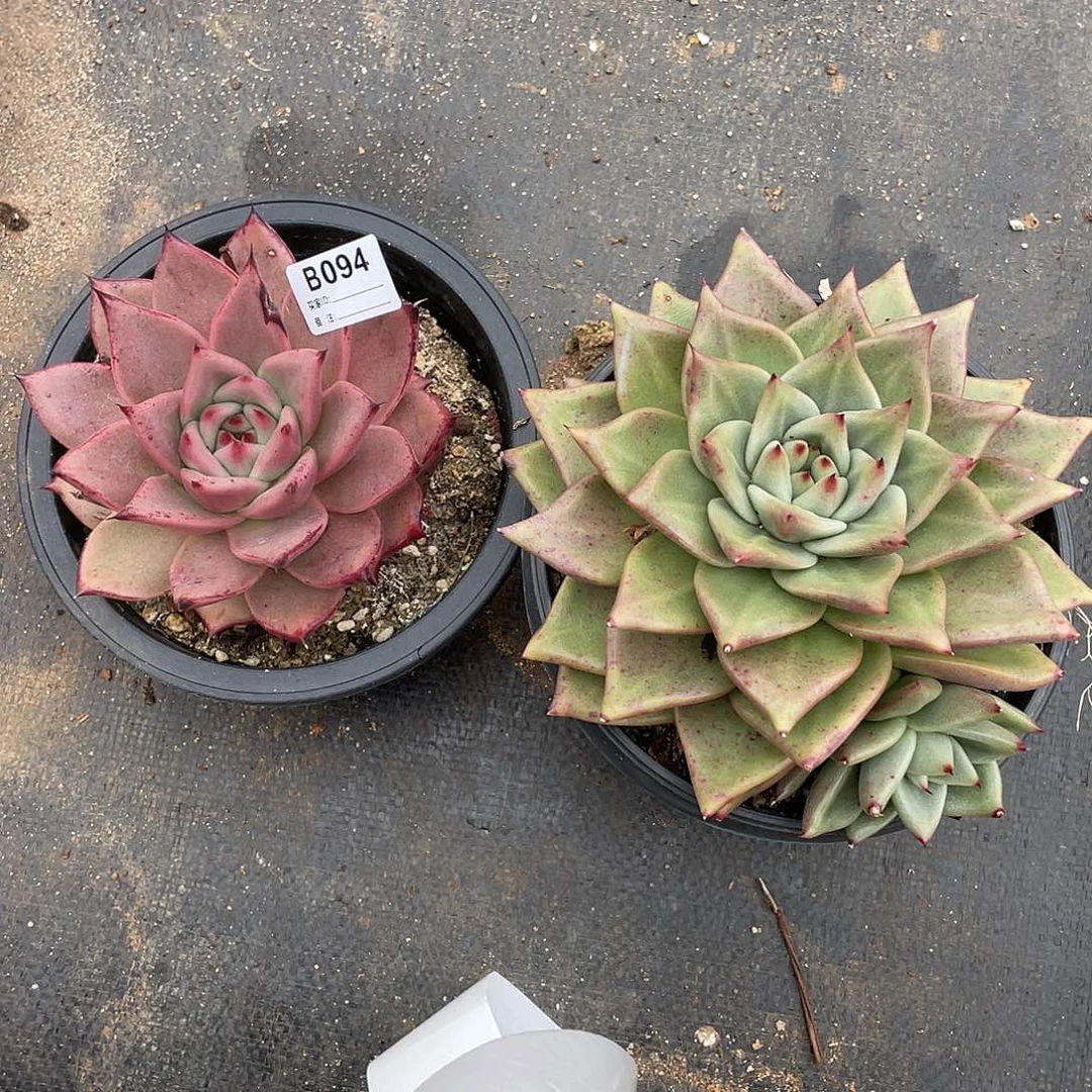 若如东云组拍B094