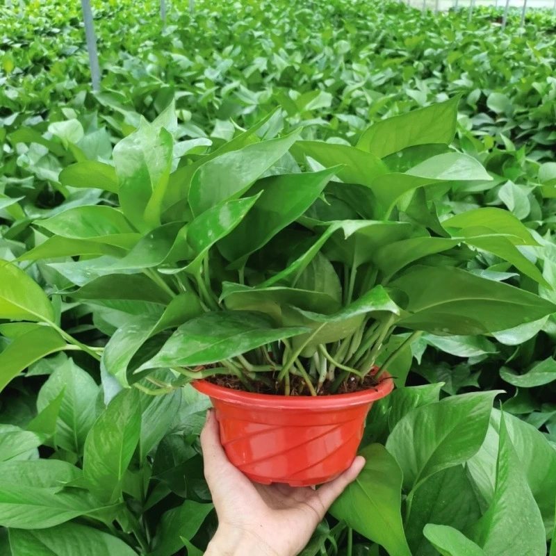 【新疆西藏包邮】绿萝盆栽室内好养客厅新房吸甲醛绿植花卉净化空气