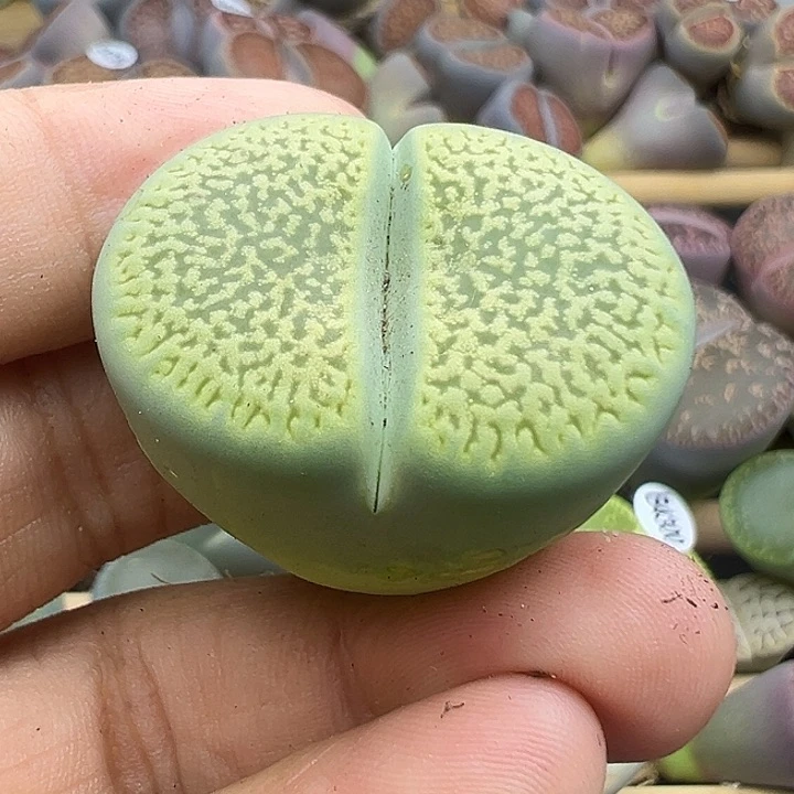 4316有伤绿富贵福利