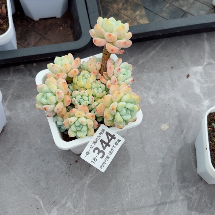 樱花罗琦无盆土发货多肉多肉