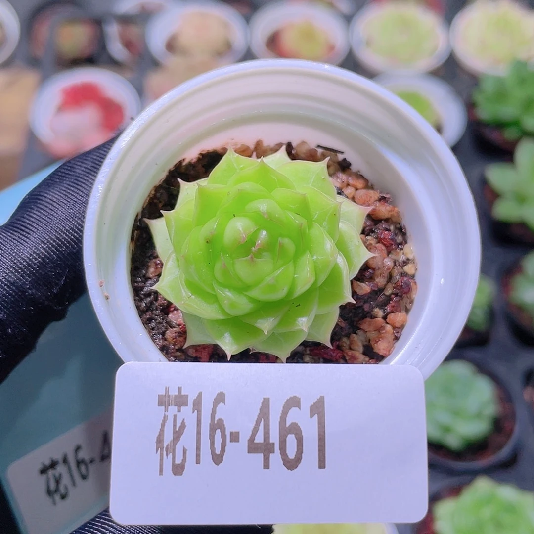 花利美16-461女王玫瑰